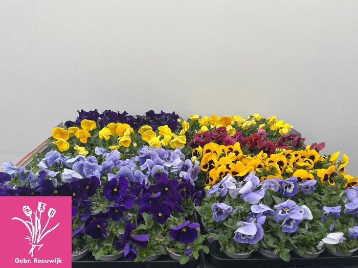 <h4>VIO F1 HYBR MIXK</h4>