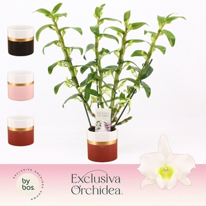 Dendrobium Nobilé, Apollon 4-spike in Dolomite Horizon 'Exclusiva Orchidea'