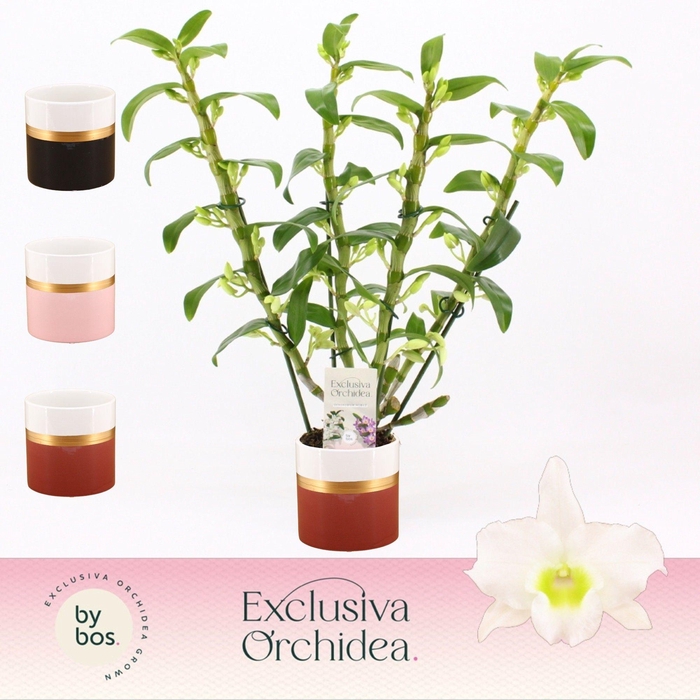 <h4>Dendrobium Nobilé, Apollon 4-spike in Dolomite Horizon 'Exclusiva Orchidea'</h4>