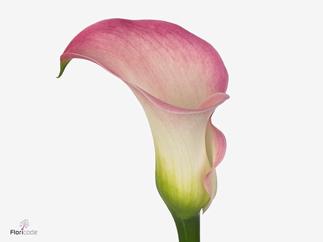 Calla Alma