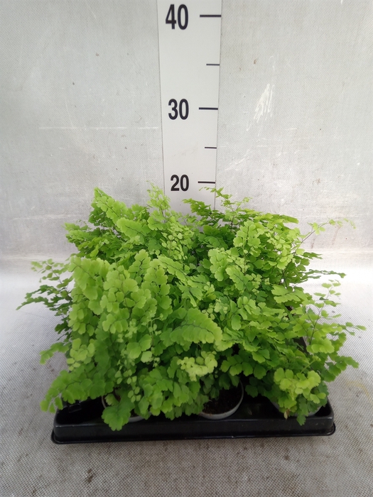 Adiantum raddi. 'Fritz-Luthi'