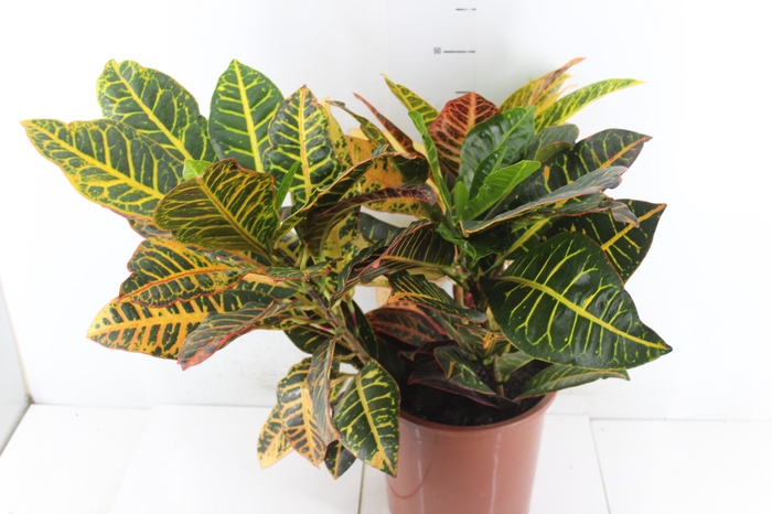 <h4>CROTON HIBRIDO PETRA P23</h4>