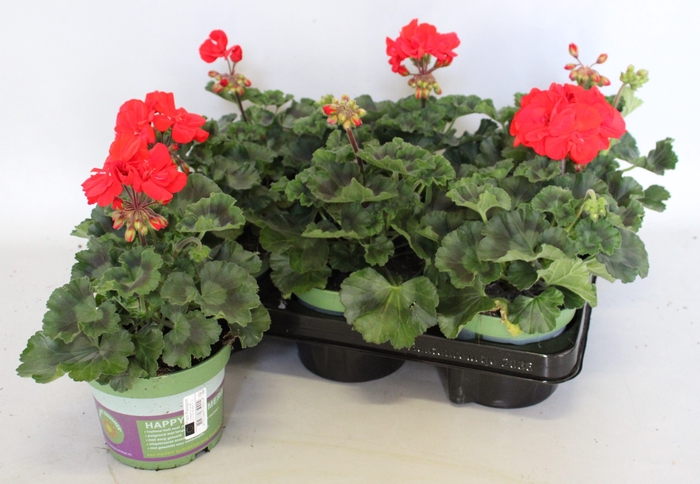<h4>Pelargonium zonale Mylena (Rood)</h4>