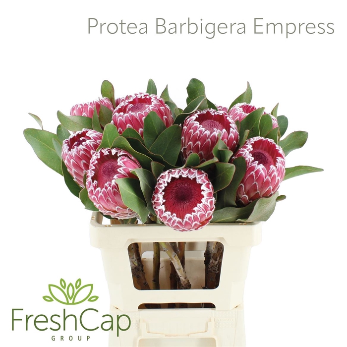 <h4>Protea Barbigera Empress</h4>