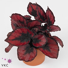 Begonia Magic Colours Red Kiss