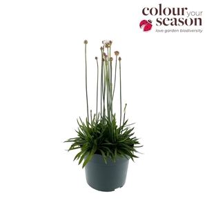 Armeria pseud. 'Ball White'