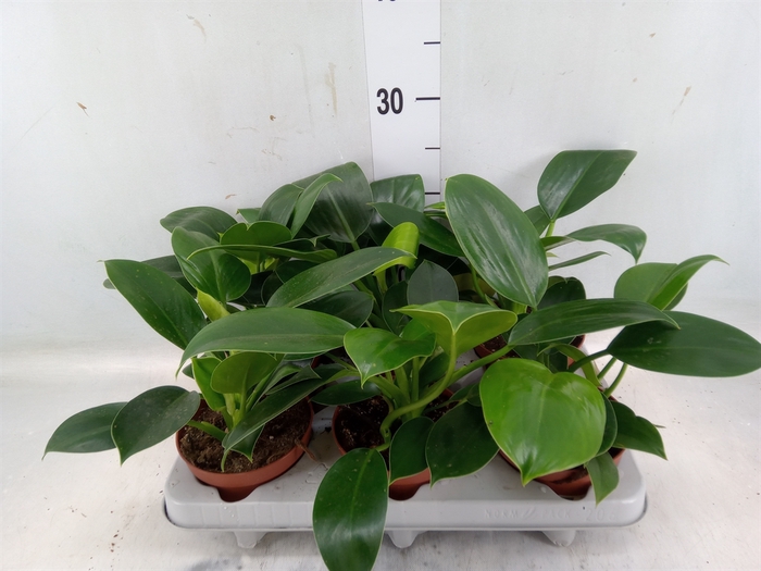 <h4>Philodendron   ...</h4>