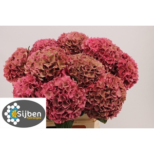 HYDR M CH RODEO CL