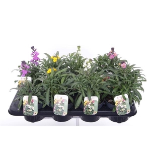 Erysimum linifolium