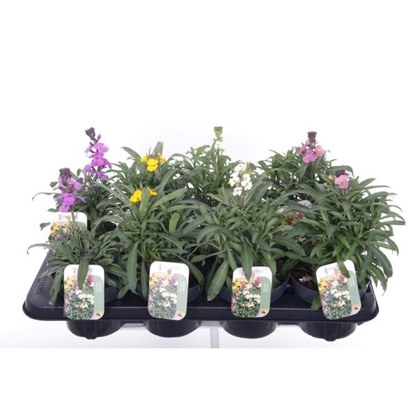 <h4>Erysimum linifolium</h4>