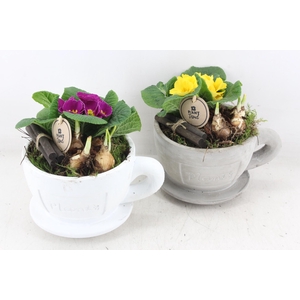 arr4 Primula PL - Kop en schotel