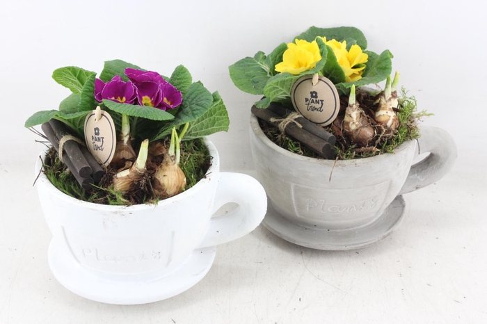 <h4>arr4 Primula PL - Kop en schotel</h4>