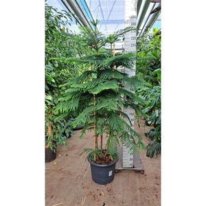 Araucaria 225