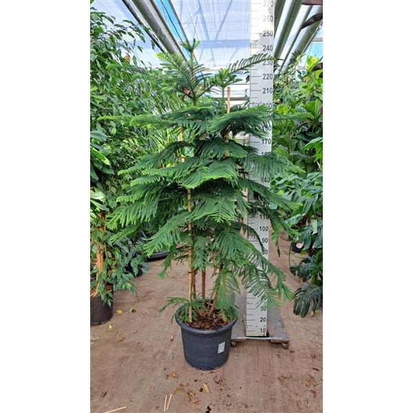 <h4>Araucaria 225</h4>