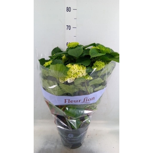 Hydrangea mac. 'Crystal Palace'