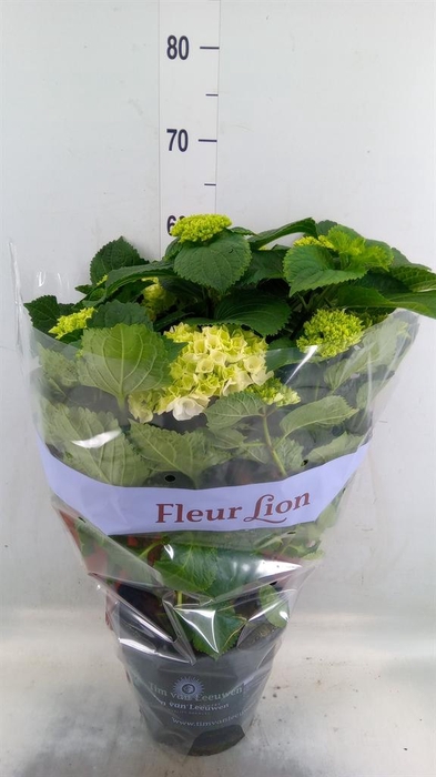 <h4>Hydrangea mac. 'Crystal Palace'</h4>