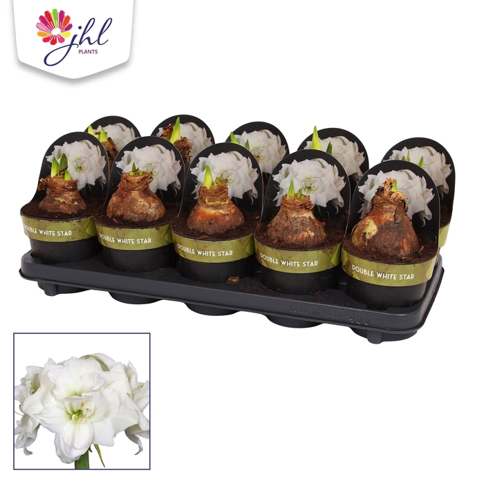<h4>Amaryllis Double White Star</h4>