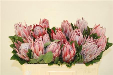 <h4>Protea Cynaroides</h4>