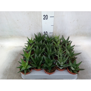 Aloe   ...mix