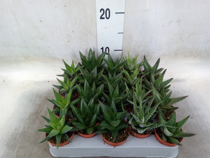 <h4>Aloe   ...mix</h4>