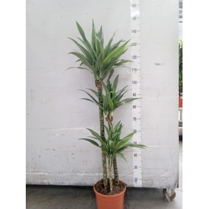 Dracaena fr de 'Warneckei'
