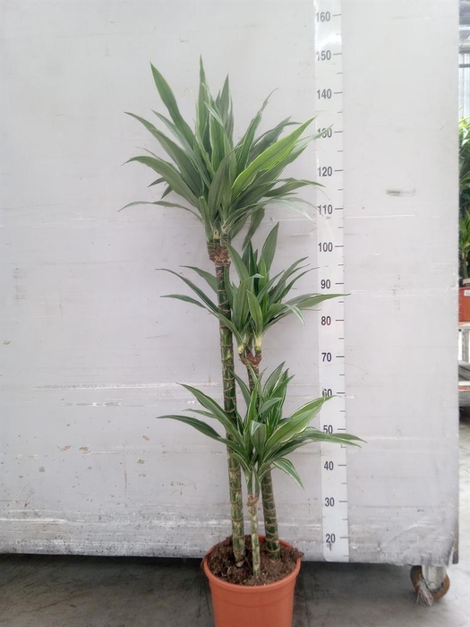 <h4>Dracaena fr de 'Warneckei'</h4>