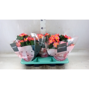 Begonia elat. HL 'Belove Peach'