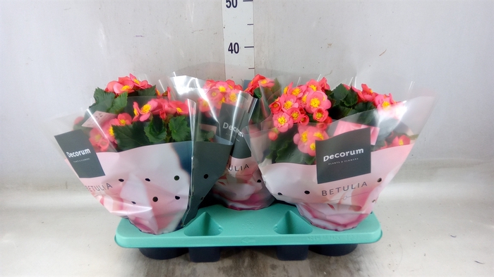 <h4>Begonia elat. HL 'Belove Peach'</h4>