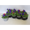 Viola Bellis 13 cm Deep Blue, White