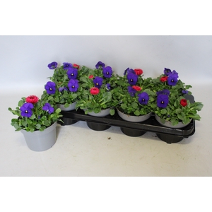 Viola Bellis 13 cm Deep Blue, Red