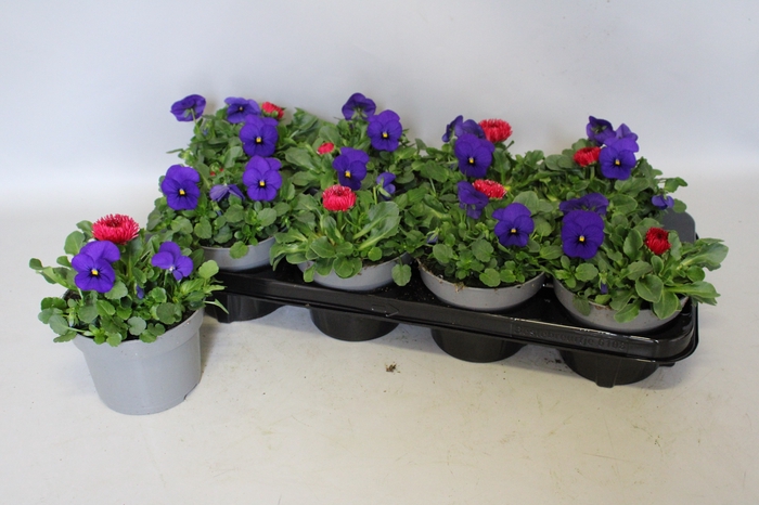 <h4>Viola Bellis 13 cm Deep Blue, Red</h4>