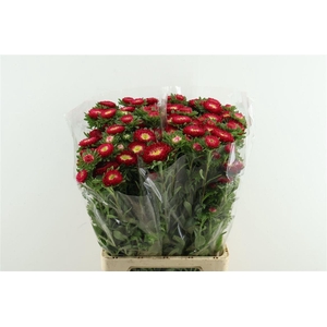 Callis Mats Scharlaken Red