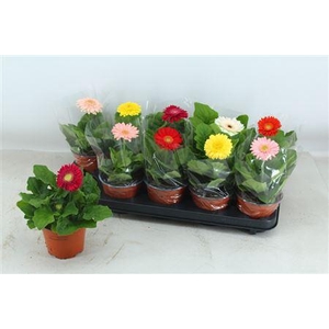 Gerbera gemengd