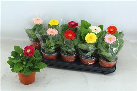 <h4>Gerbera gemengd</h4>