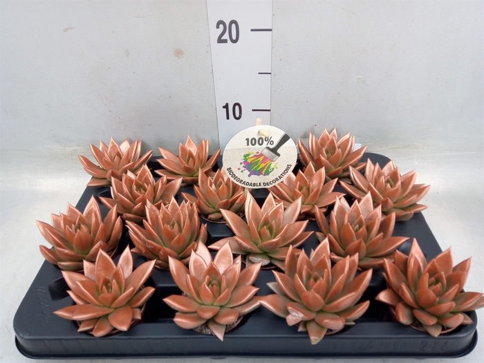 <h4>Echeveria  'Miranda'</h4>