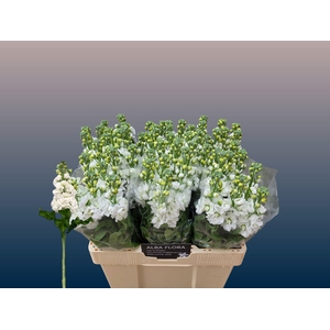 Matth Aida White