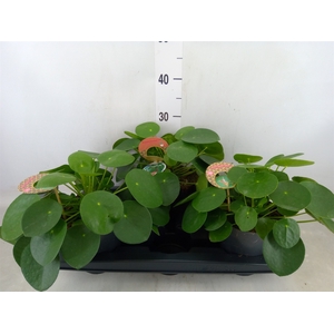 Pilea peperomoides