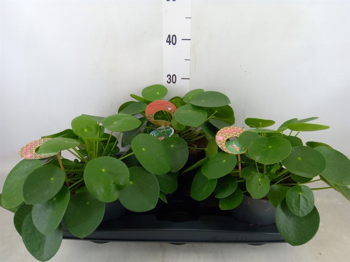 <h4>Pilea peperomoides</h4>