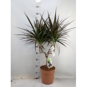 Dracaena marg. 'Magenta'