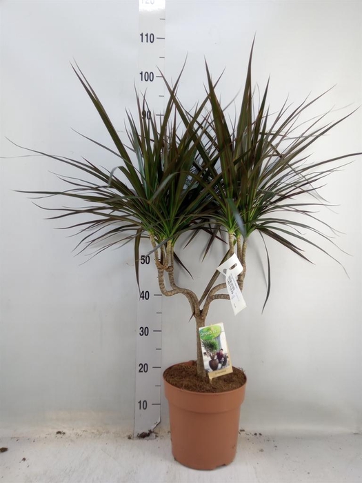 <h4>Dracaena marg. 'Magenta'</h4>
