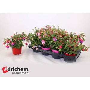 FUCHSIA BELLS MIX P12