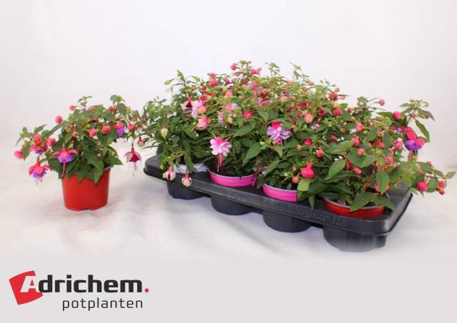 <h4>FUCHSIA BELLS MIX P12</h4>