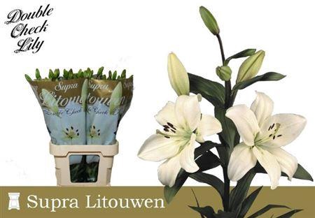 <h4>Li La Litouwen 5+</h4>