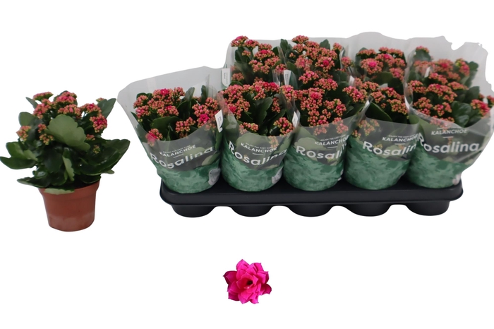 <h4>KAL GE DON VICTORIO</h4>