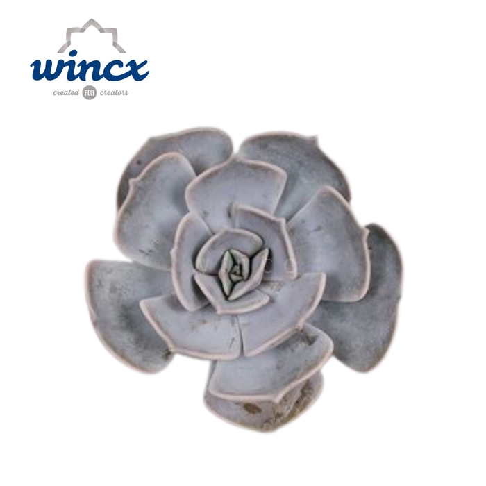 <h4>Echeveria Lilacina Cutflower Wincx-8cm</h4>