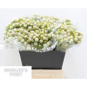 KAAPS GROEN