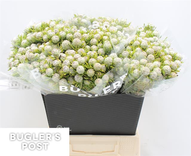 KAAPS GROEN