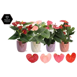 Anthurium 9 cm 4 color mix in Joa ceramics