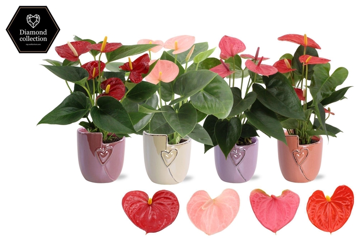 <h4>Anthurium 9 cm 4 color mix in Joa ceramics</h4>