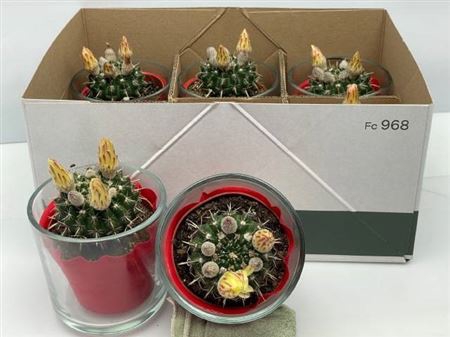 <h4>Cactus Bloeiend</h4>